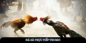 da-ga-truc-tiep-thomo