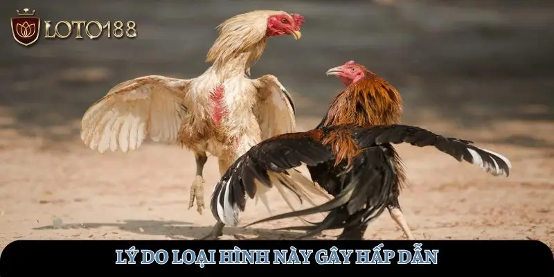 Lý do loại hình này gây hấp dẫn